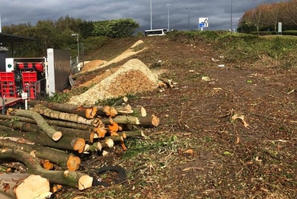 Tree Site Clearance at Fazakerley