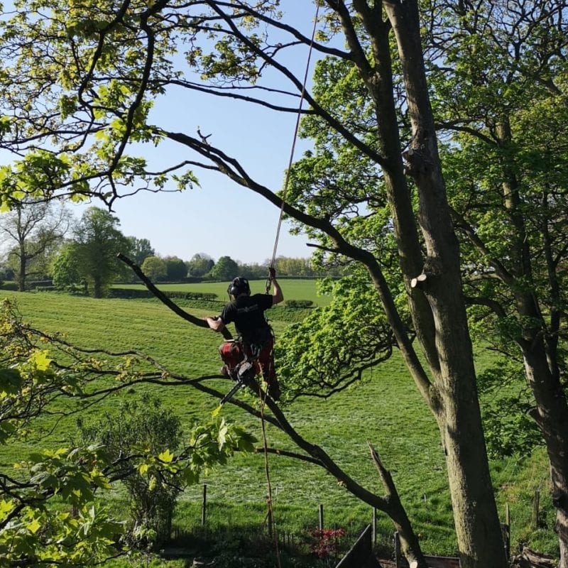 Arboricultural Apprentice wanted to join our friendly & hardworking team