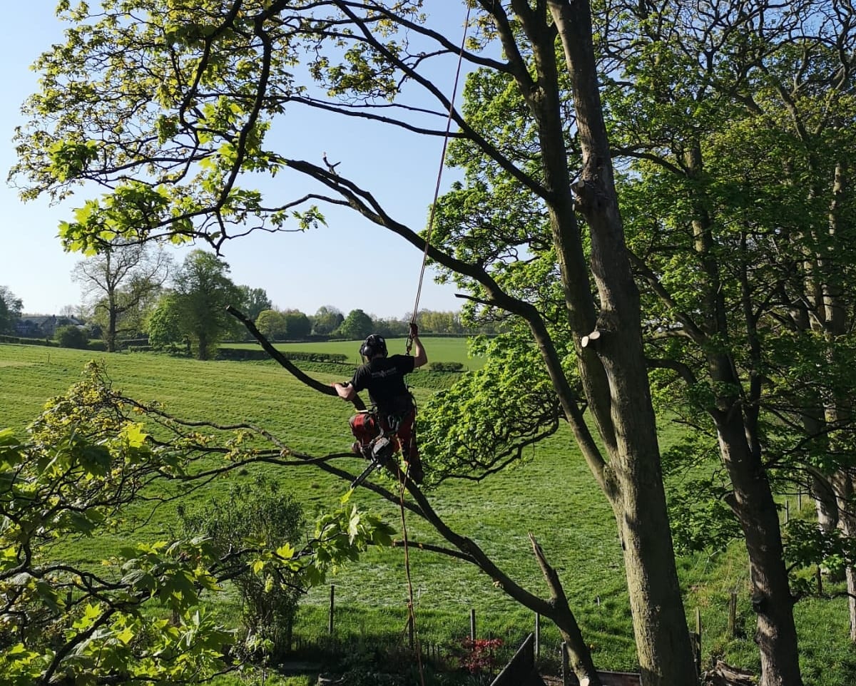 Arboricultural Apprentice wanted to join our friendly & hardworking team