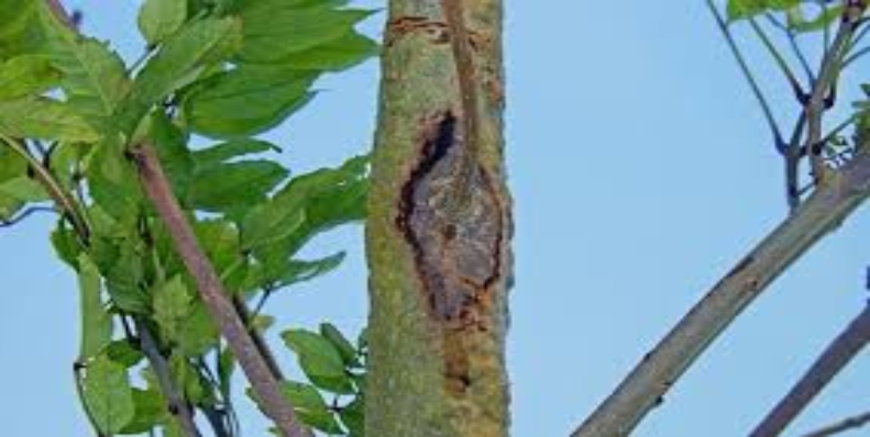 Ash dieback management