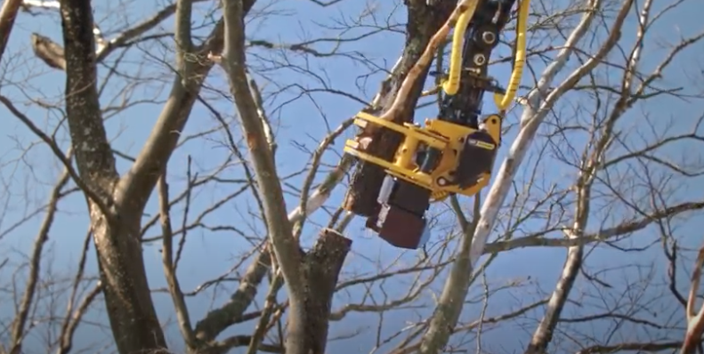 Ash Dieback, our grapple saw