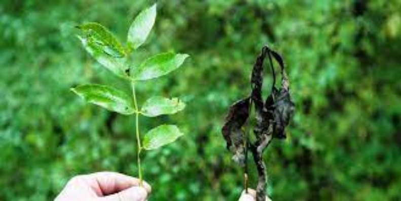 ash dieback leaves